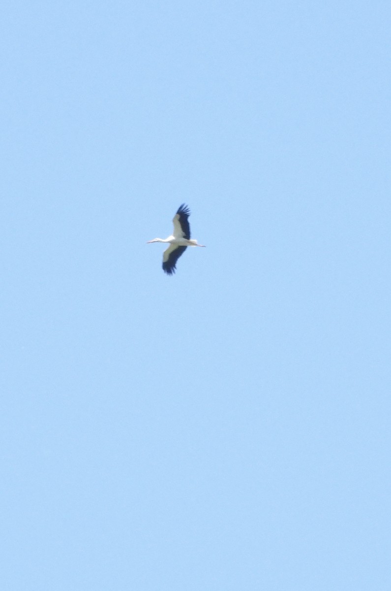 stork - ML638408333