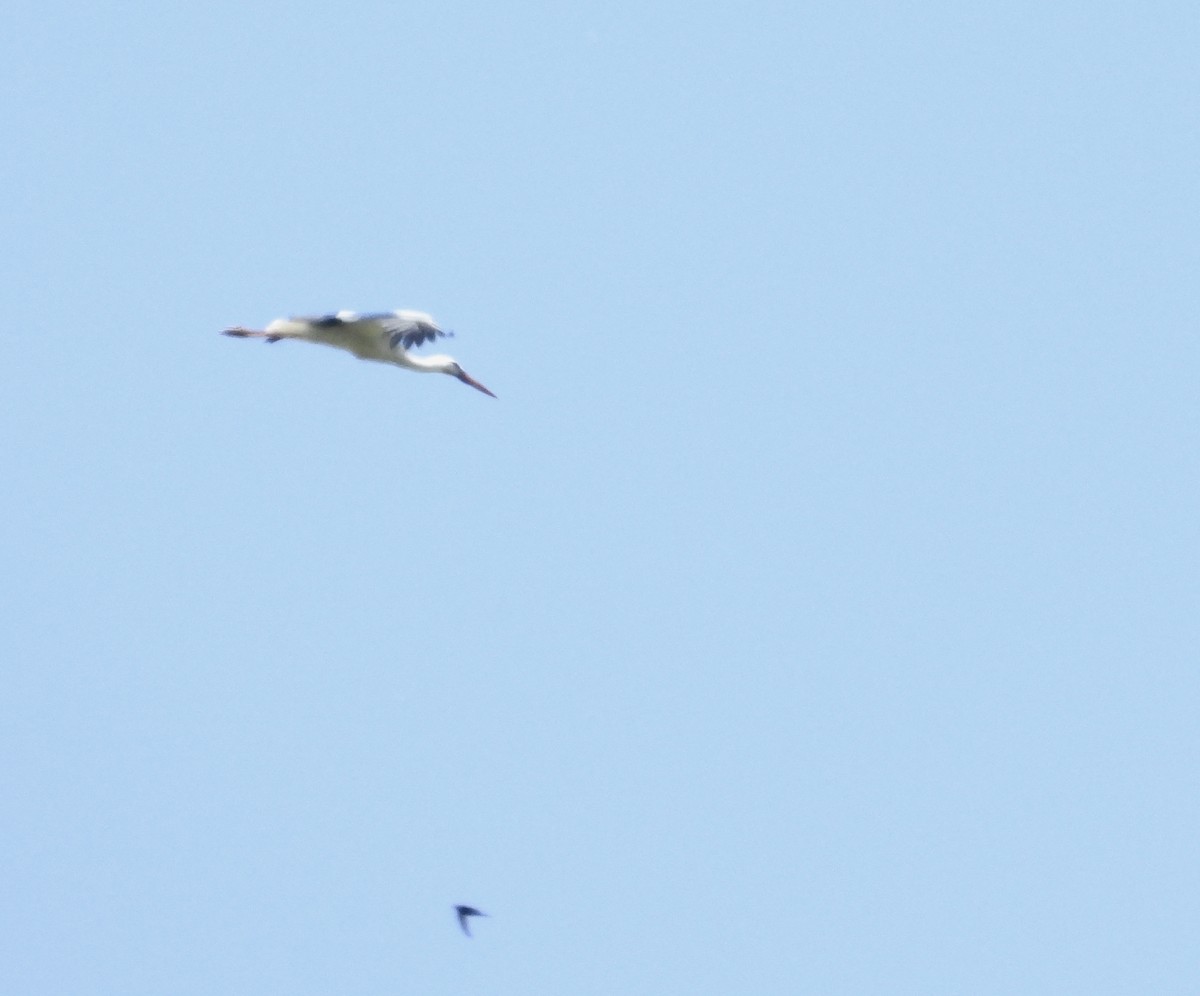 stork - ML638408334