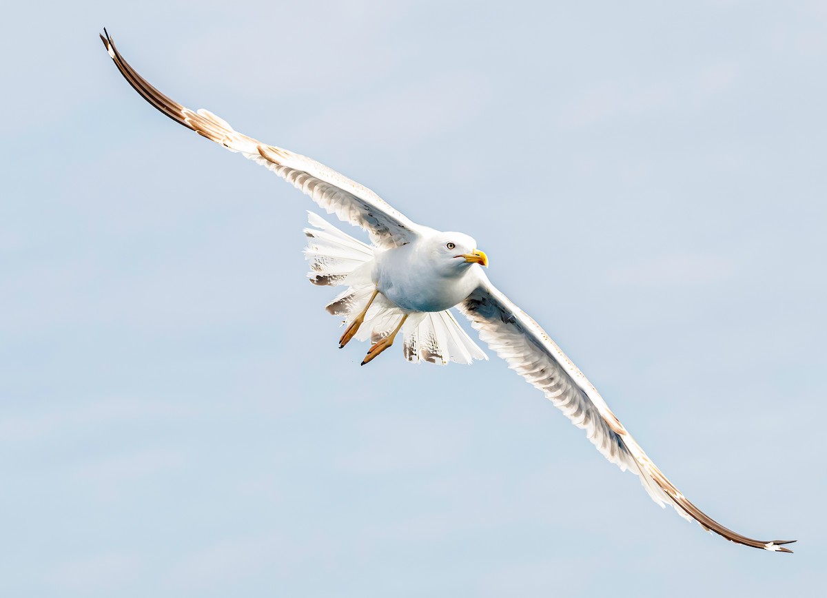 Yellow-legged Gull - ML638408337