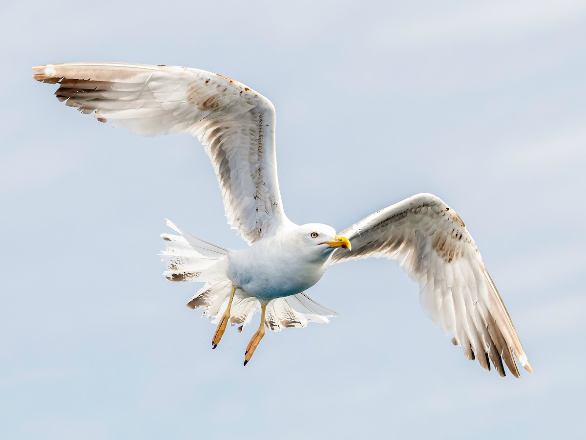 Yellow-legged Gull - ML638408338