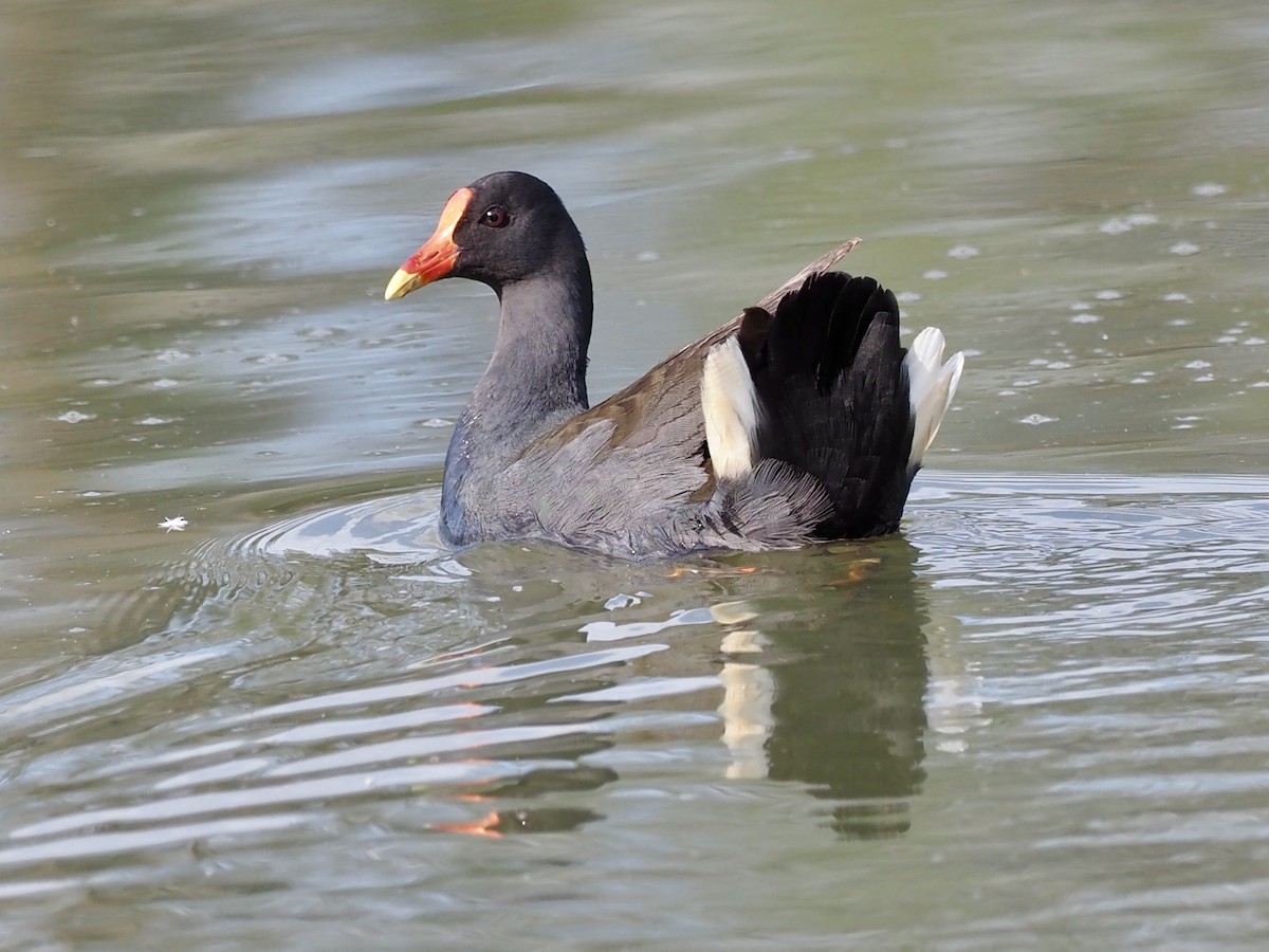Dusky Moorhen - ML638408364