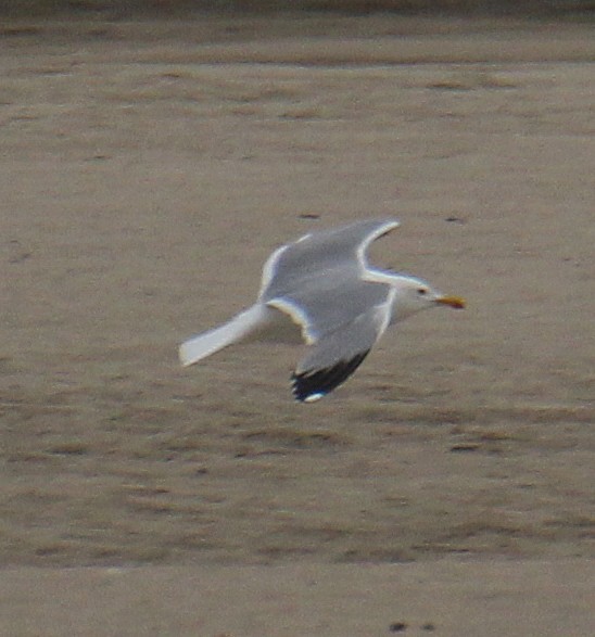 Yellow-legged Gull - ML638408366