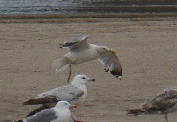 Yellow-legged Gull - ML638408369
