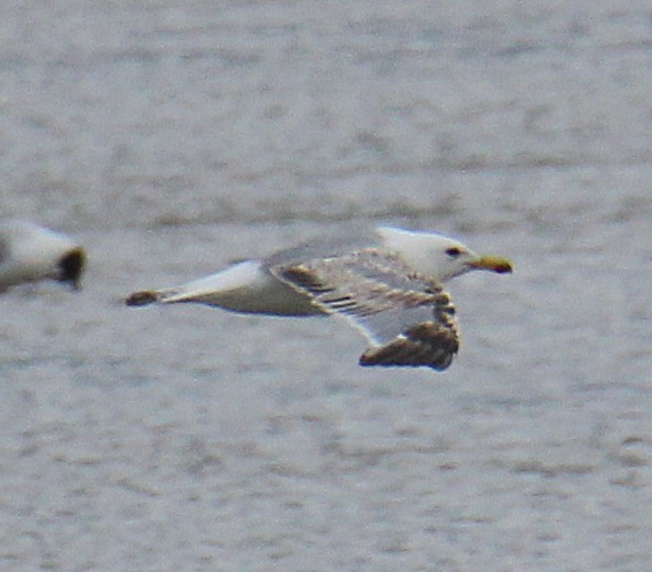 Yellow-legged Gull - ML638408370