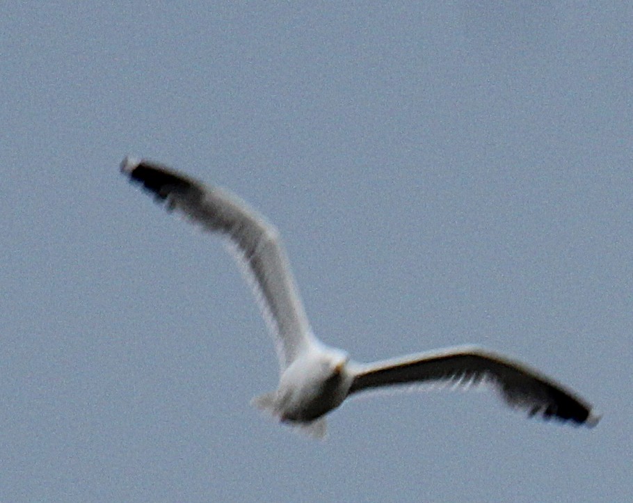 Yellow-legged Gull - ML638408374