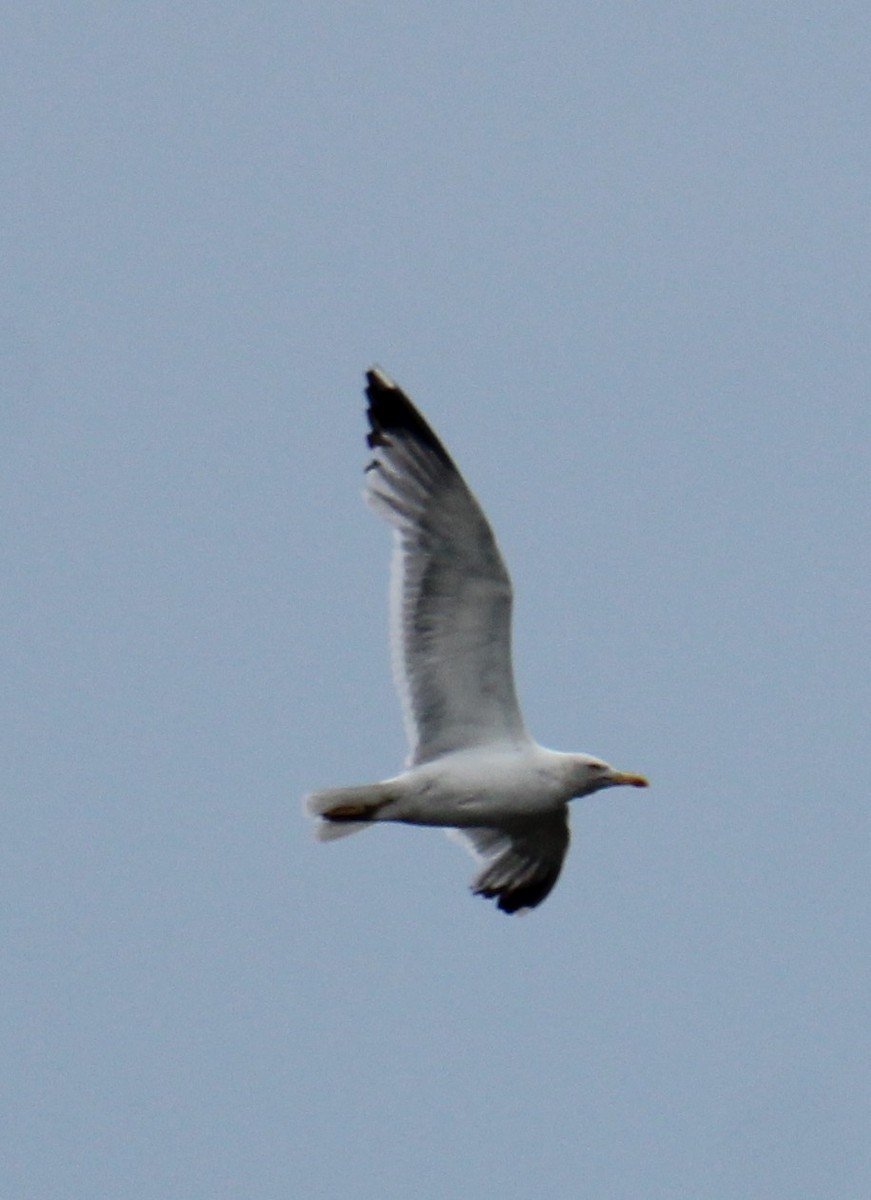 Yellow-legged Gull - ML638408375