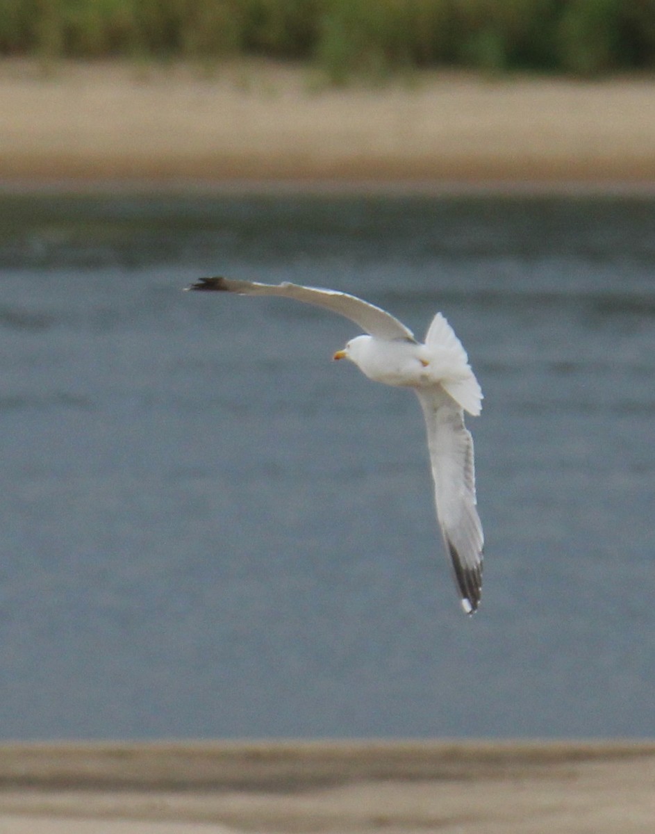 Yellow-legged Gull - ML638408376
