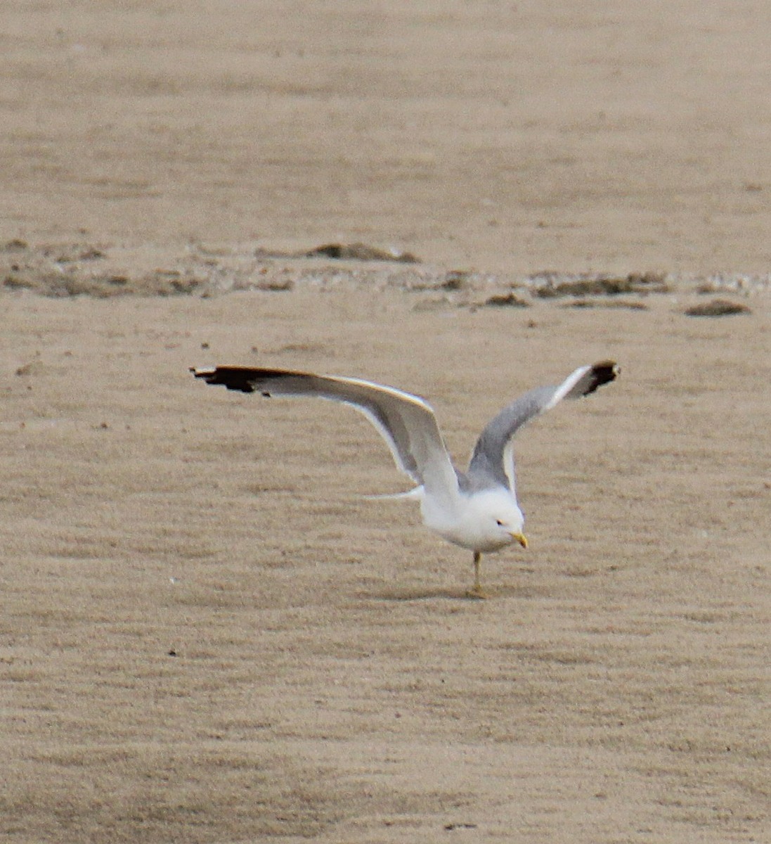 Yellow-legged Gull - ML638408377