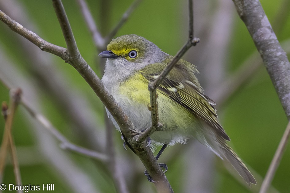 hvitøyevireo - ML638408453