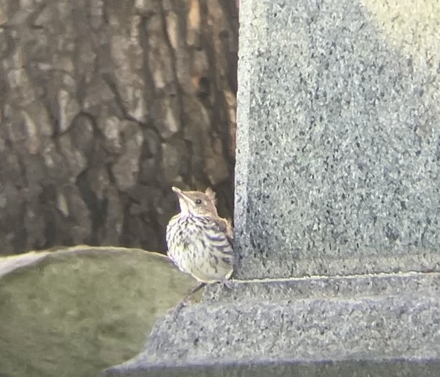 Brown Thrasher - ML638408458