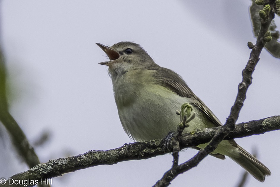 sangvireo - ML638408467