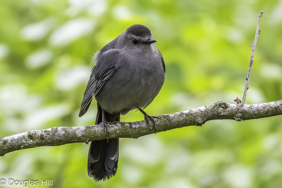 kattespottefugl - ML638408476