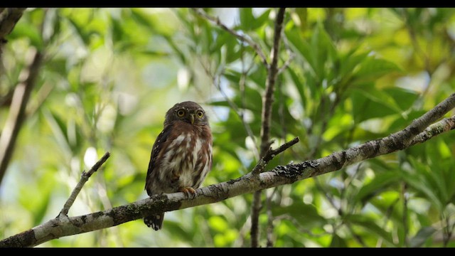Least Pygmy-Owl - ML638408581