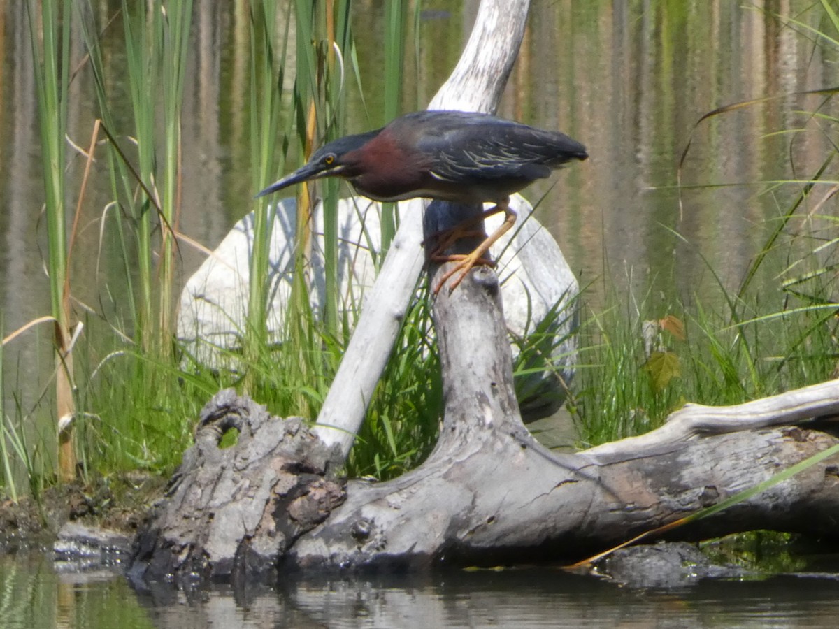 Green Heron - ML638408589