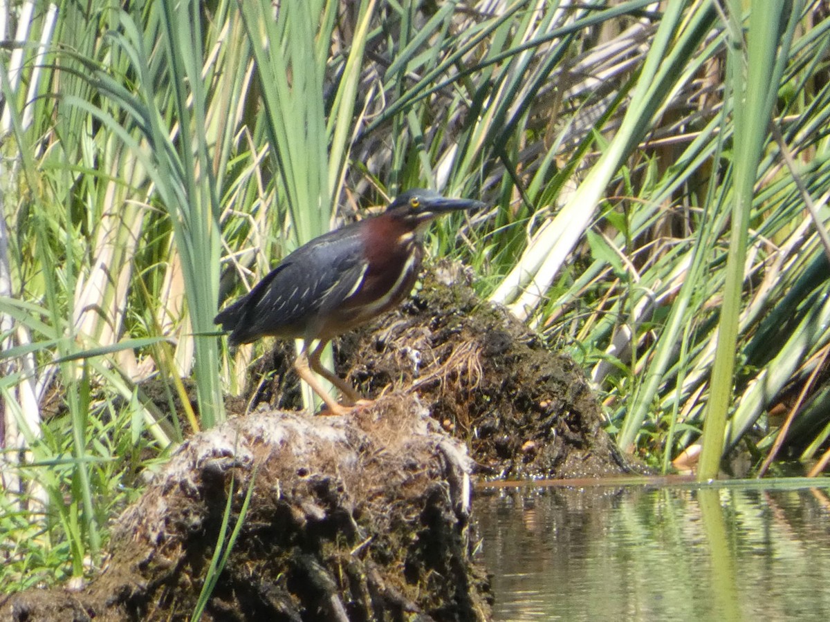 Green Heron - ML638408590