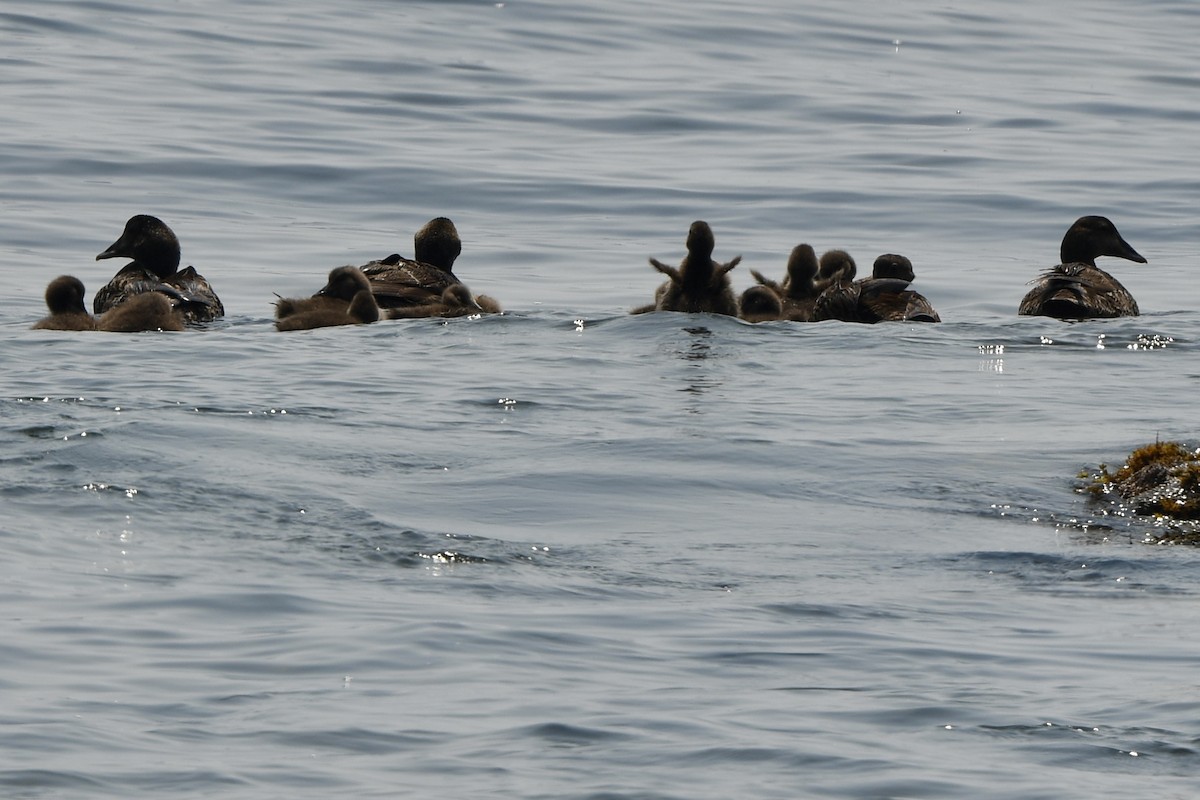 Common Eider (Dresser's) - ML638408611