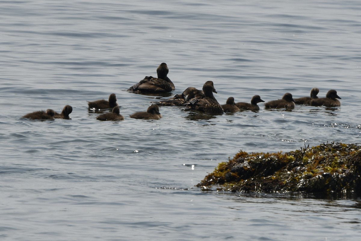 Common Eider (Dresser's) - ML638408612