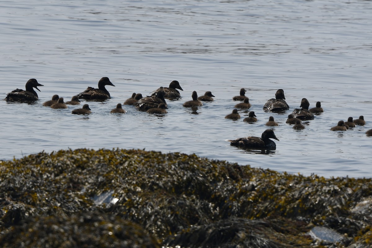 Common Eider (Dresser's) - ML638408613