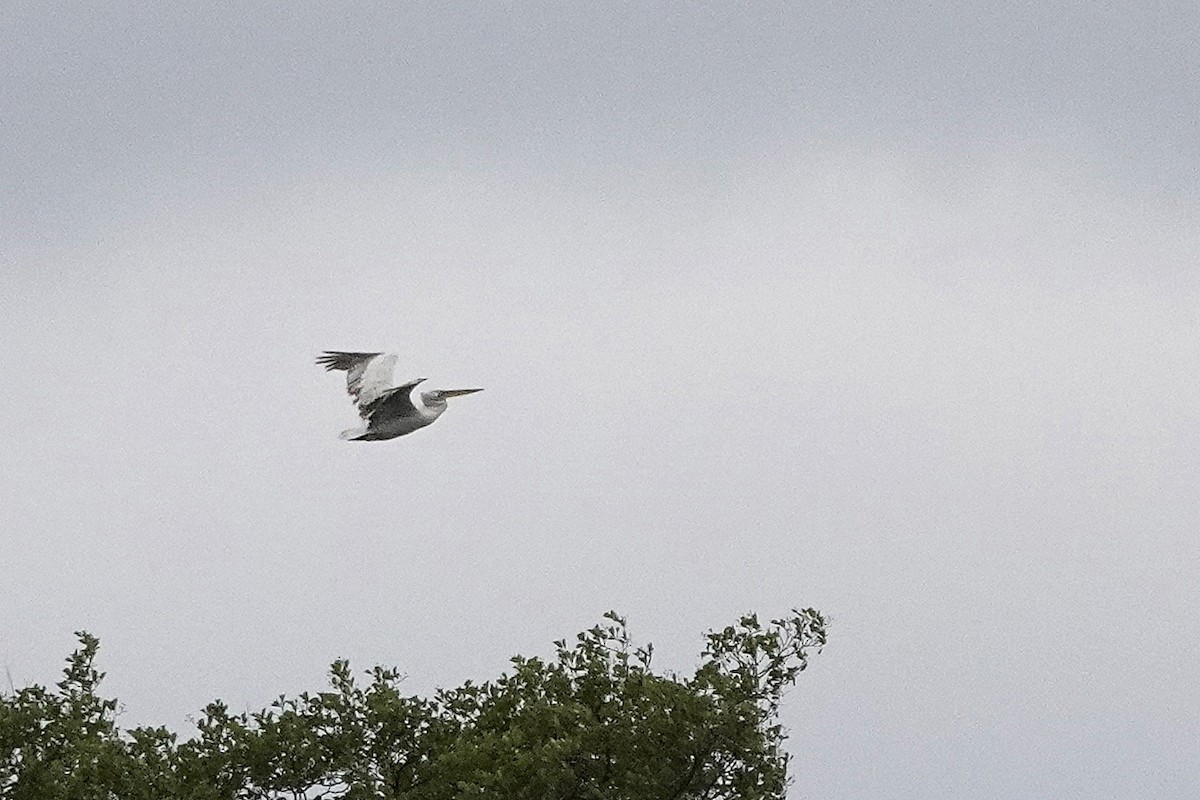 Dalmatian Pelican - ML638408635