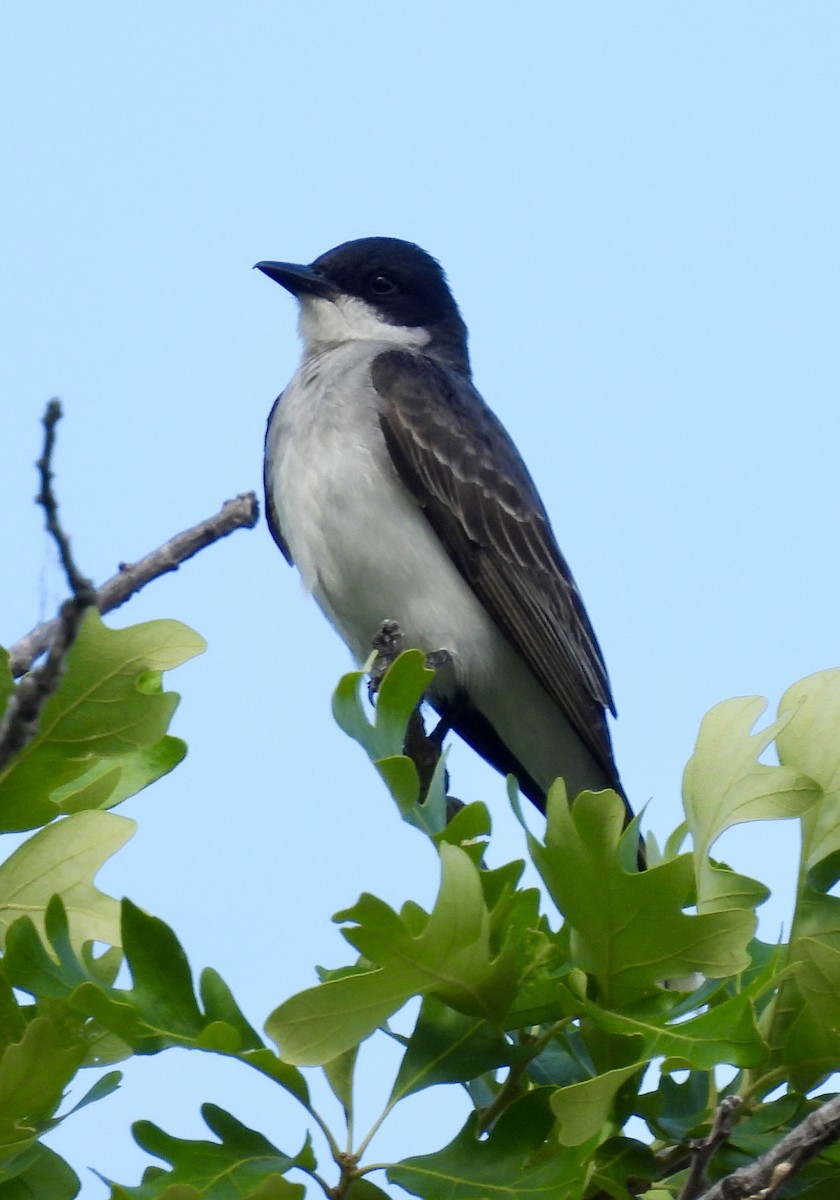 Eastern Kingbird - ML638408639