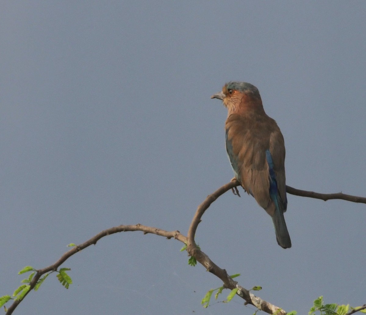Indian Roller - ML638408641