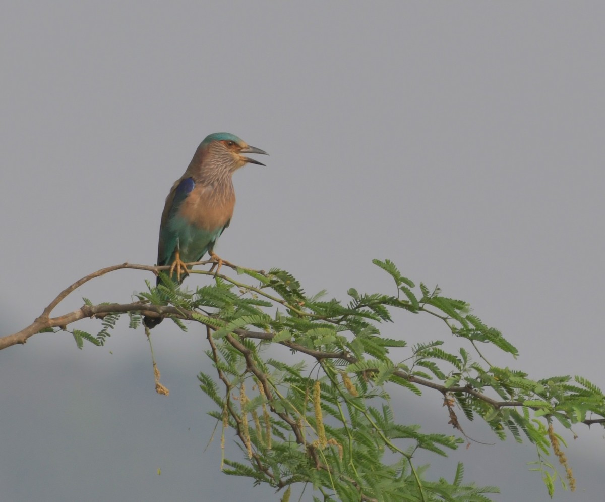 Indian Roller - ML638408642