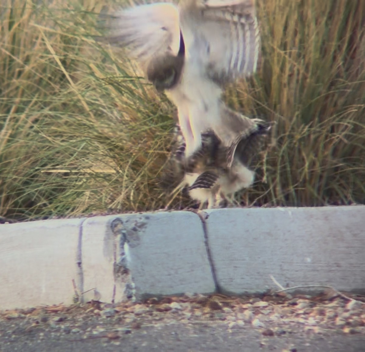 Burrowing Owl - ML638408647
