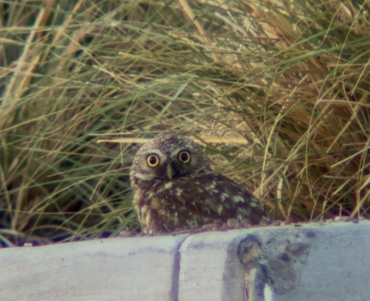 Burrowing Owl - ML638408648
