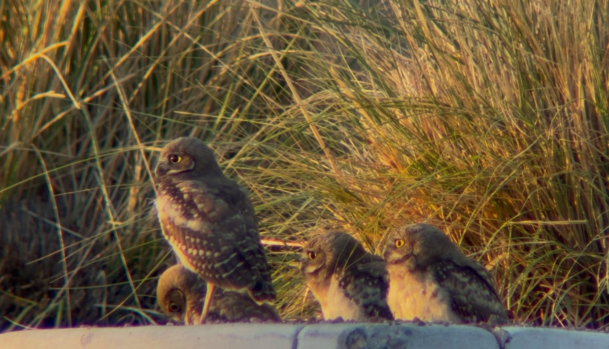 Burrowing Owl - ML638408649