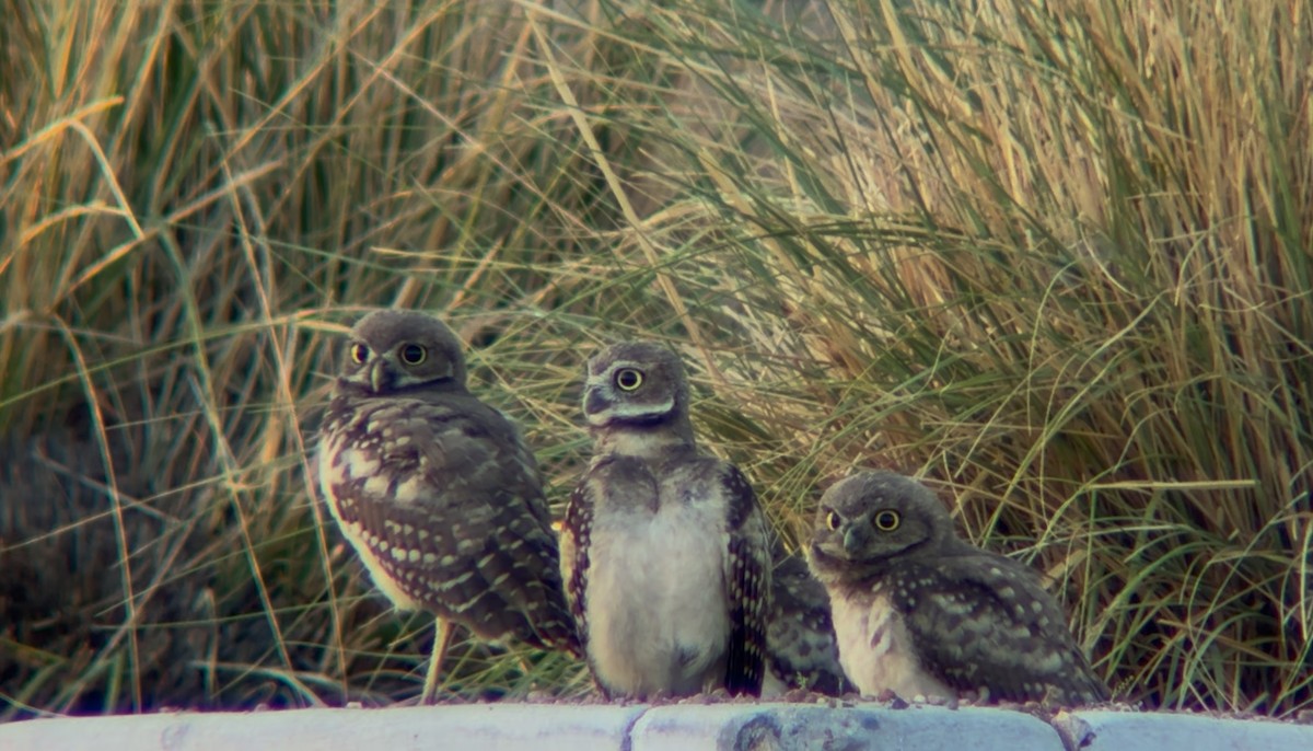 Burrowing Owl - ML638408652
