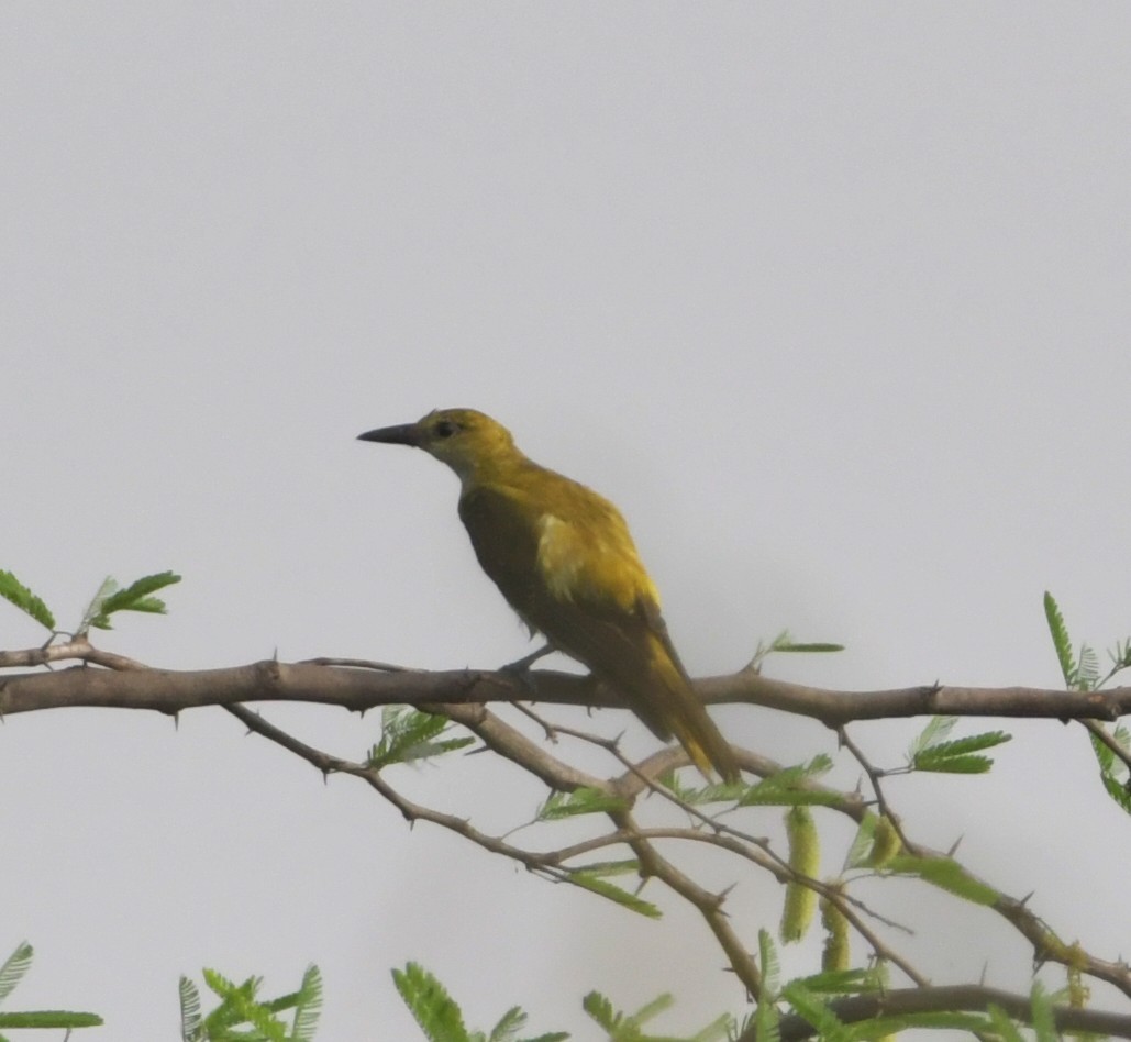 Indian Golden Oriole - ML638408656