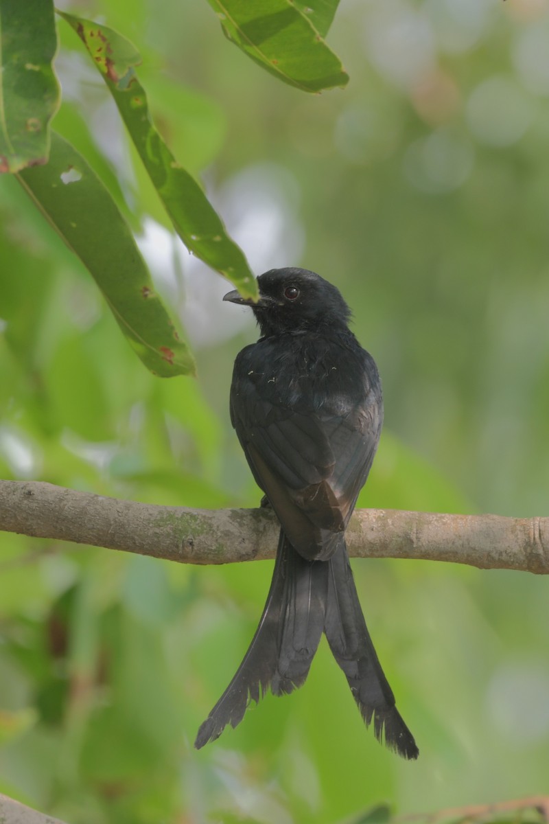 Black Drongo - ML638408658