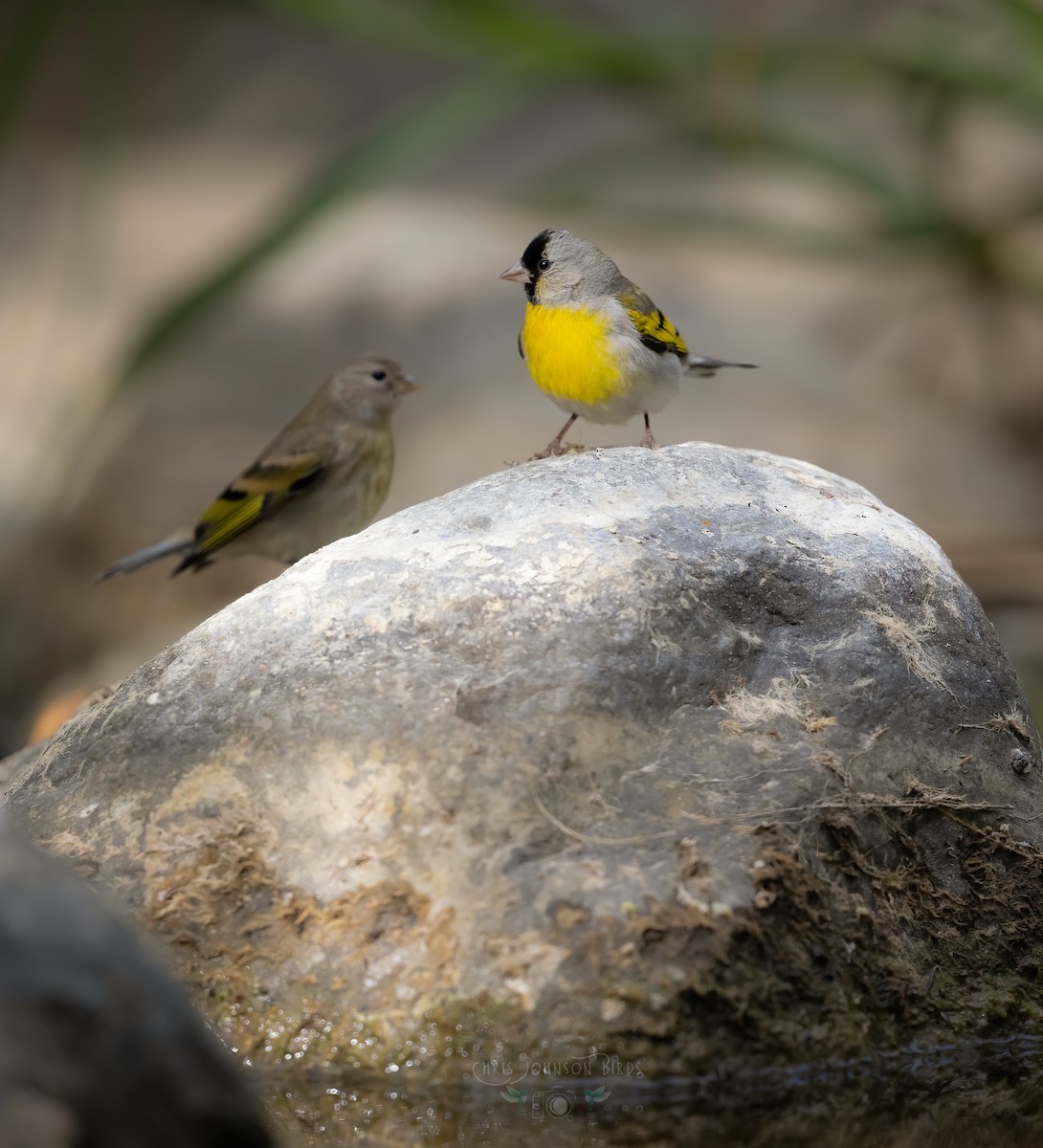 Lawrence's Goldfinch - ML638408659