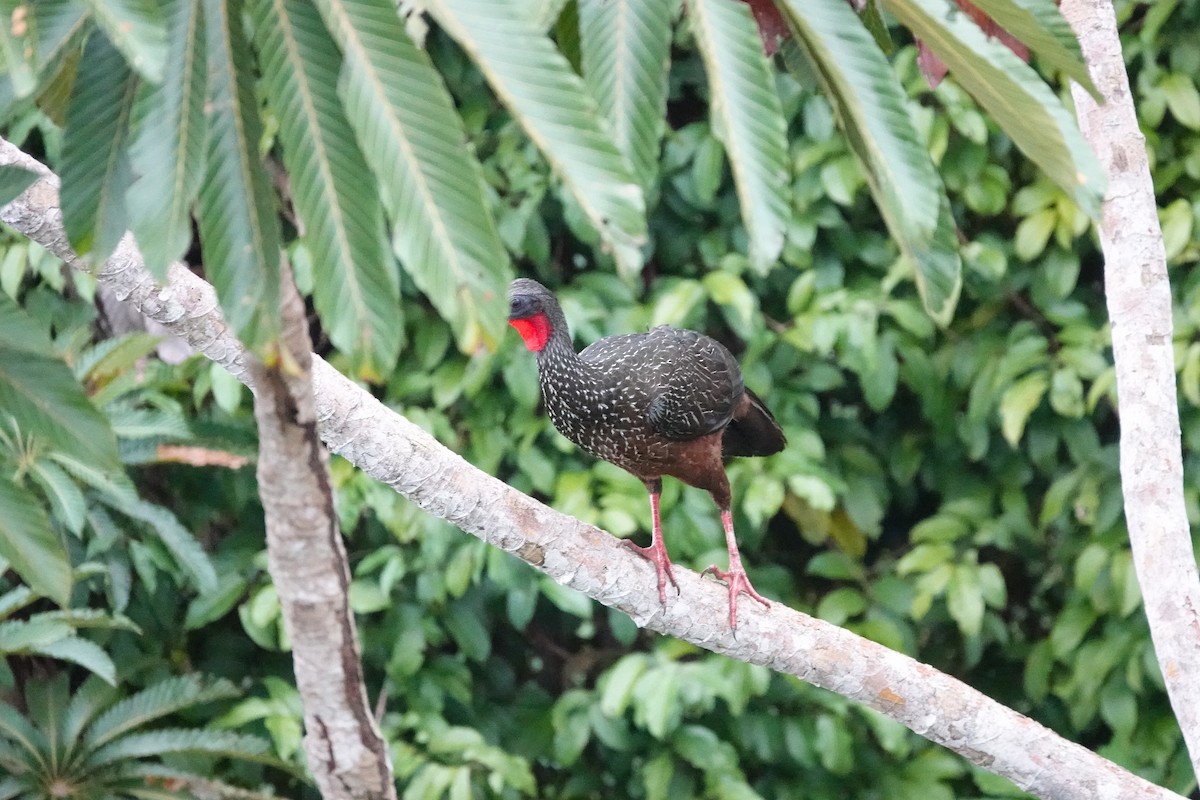 Spix's Guan - ML638408660