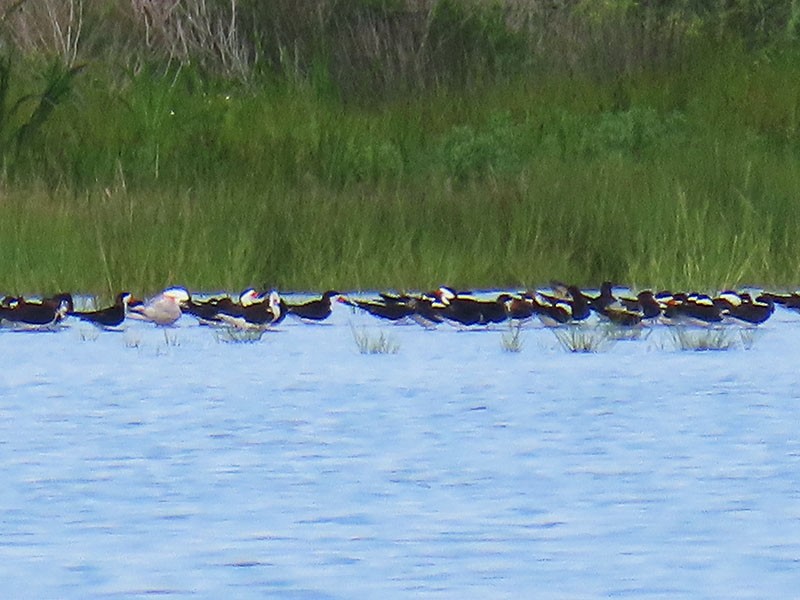 Black Skimmer - ML638408663
