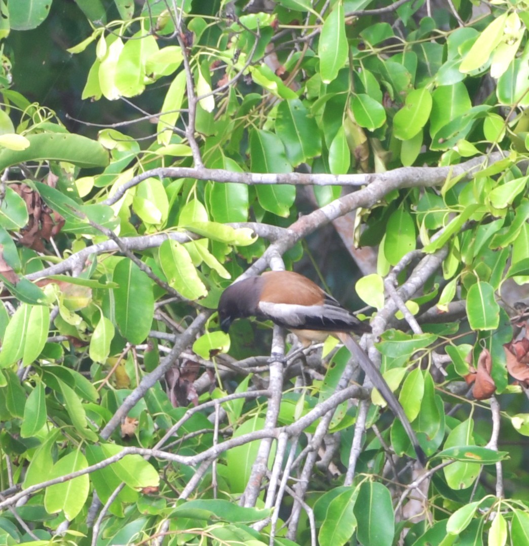 Rufous Treepie - ML638408666