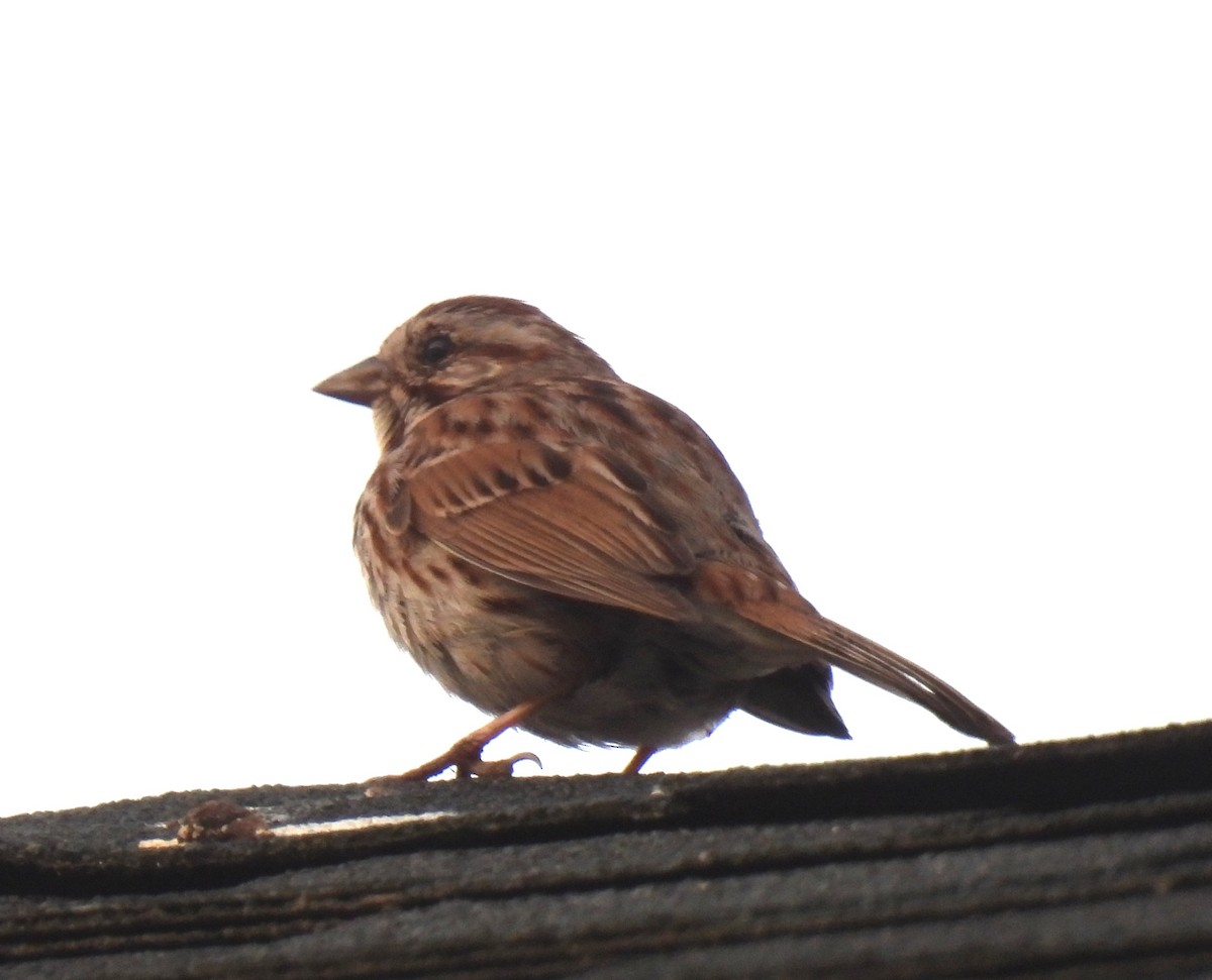 Song Sparrow - ML638408667