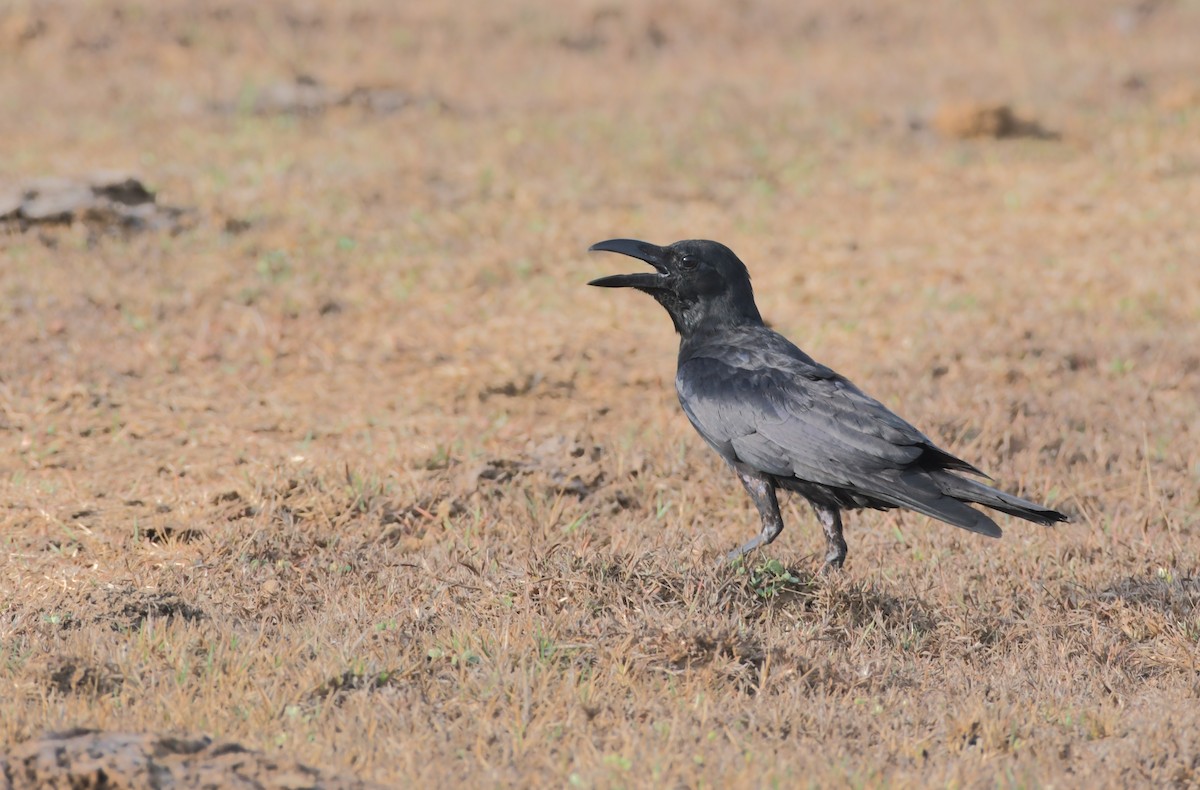 Large-billed Crow - ML638408670
