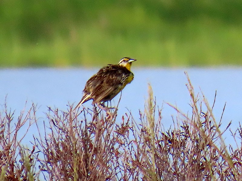 Eastern Meadowlark - ML638408679
