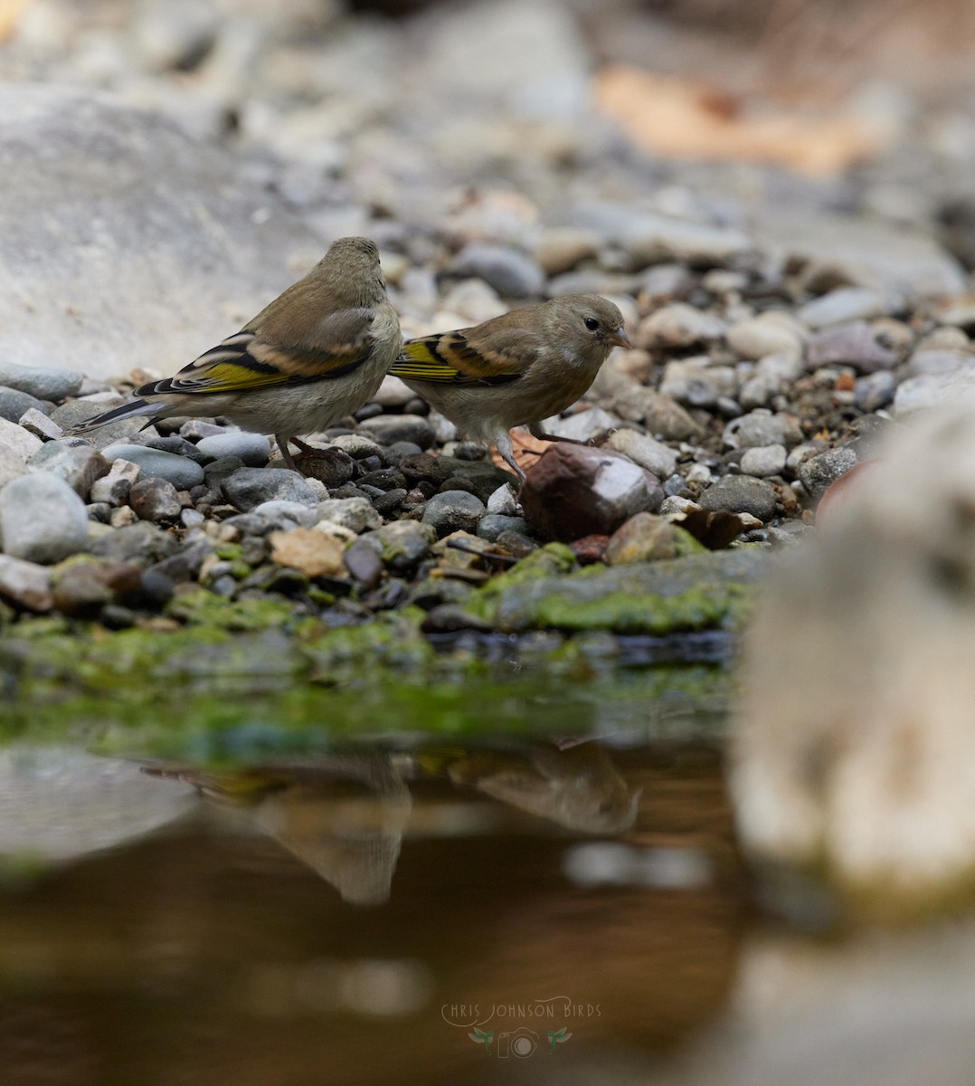 Lawrence's Goldfinch - ML638408681
