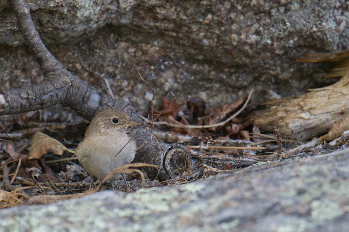 Northern House Wren - ML638408684