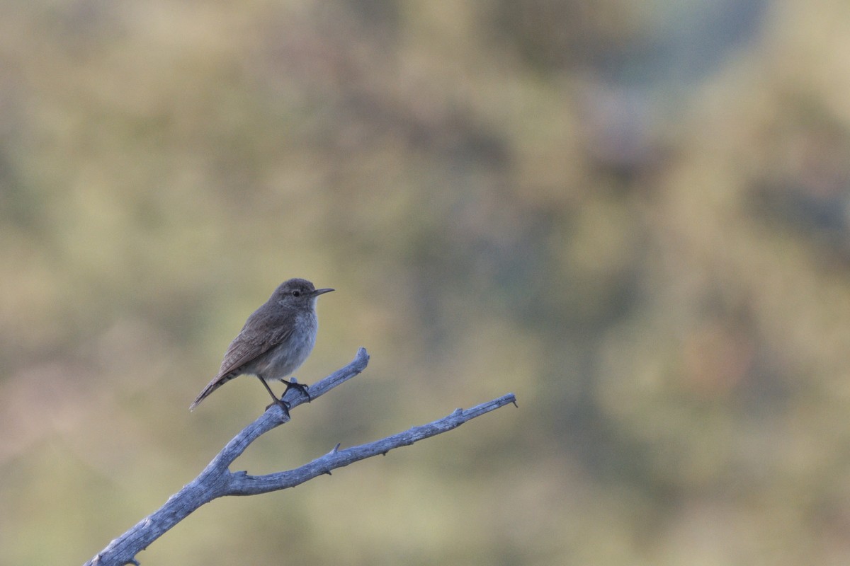 Rock Wren - ML638408686