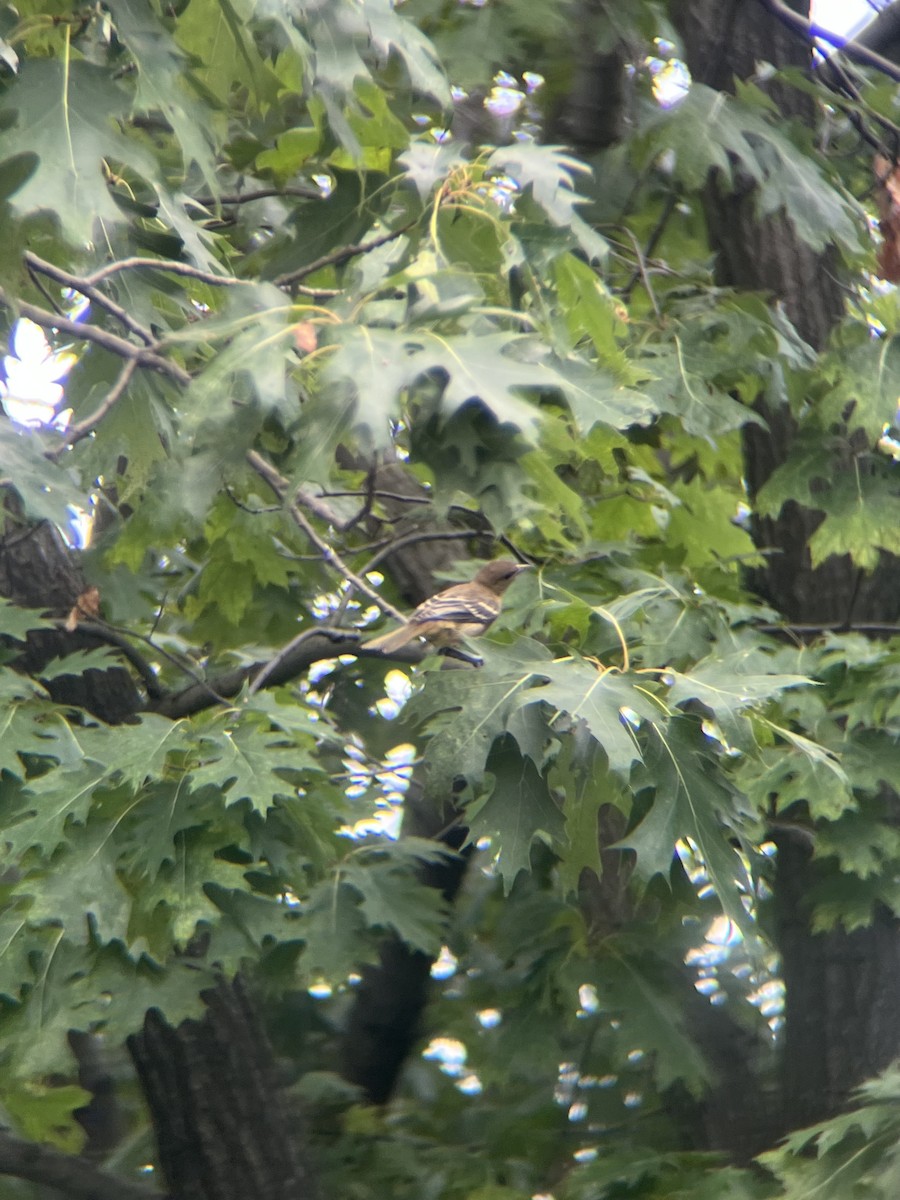 Great Crested Flycatcher - ML638408690