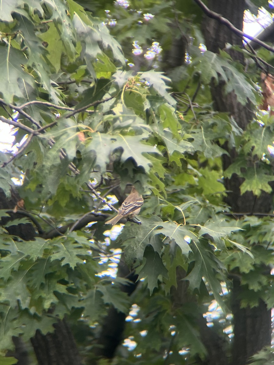Great Crested Flycatcher - ML638408691