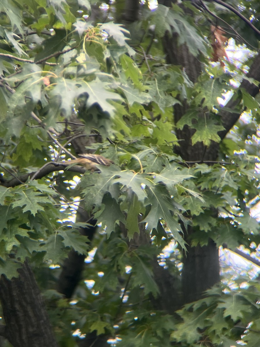 Great Crested Flycatcher - ML638408692