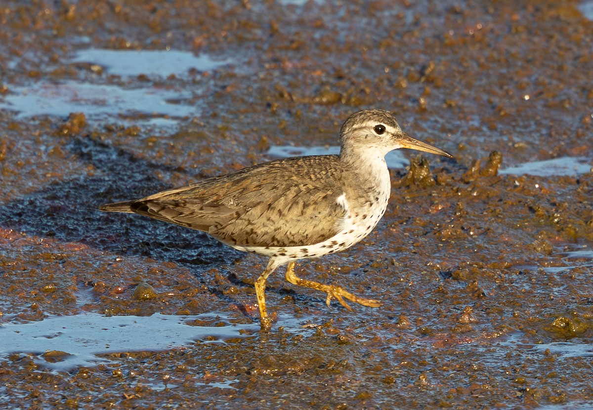 Drosseluferläufer - ML638408703