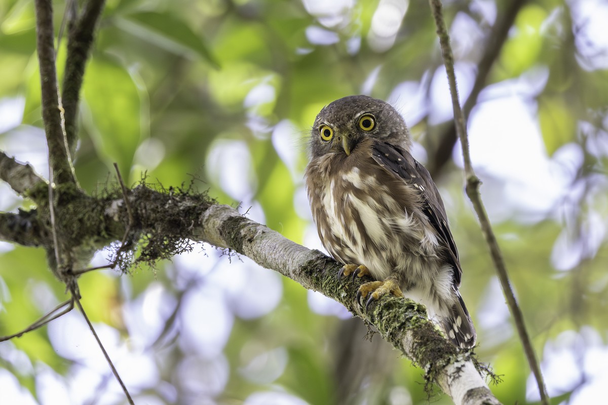 Least Pygmy-Owl - ML638408721