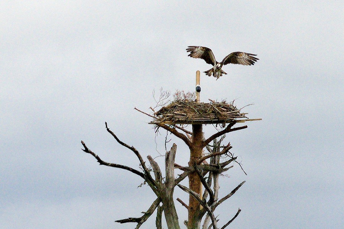 Osprey (Eurasian) - ML638408725