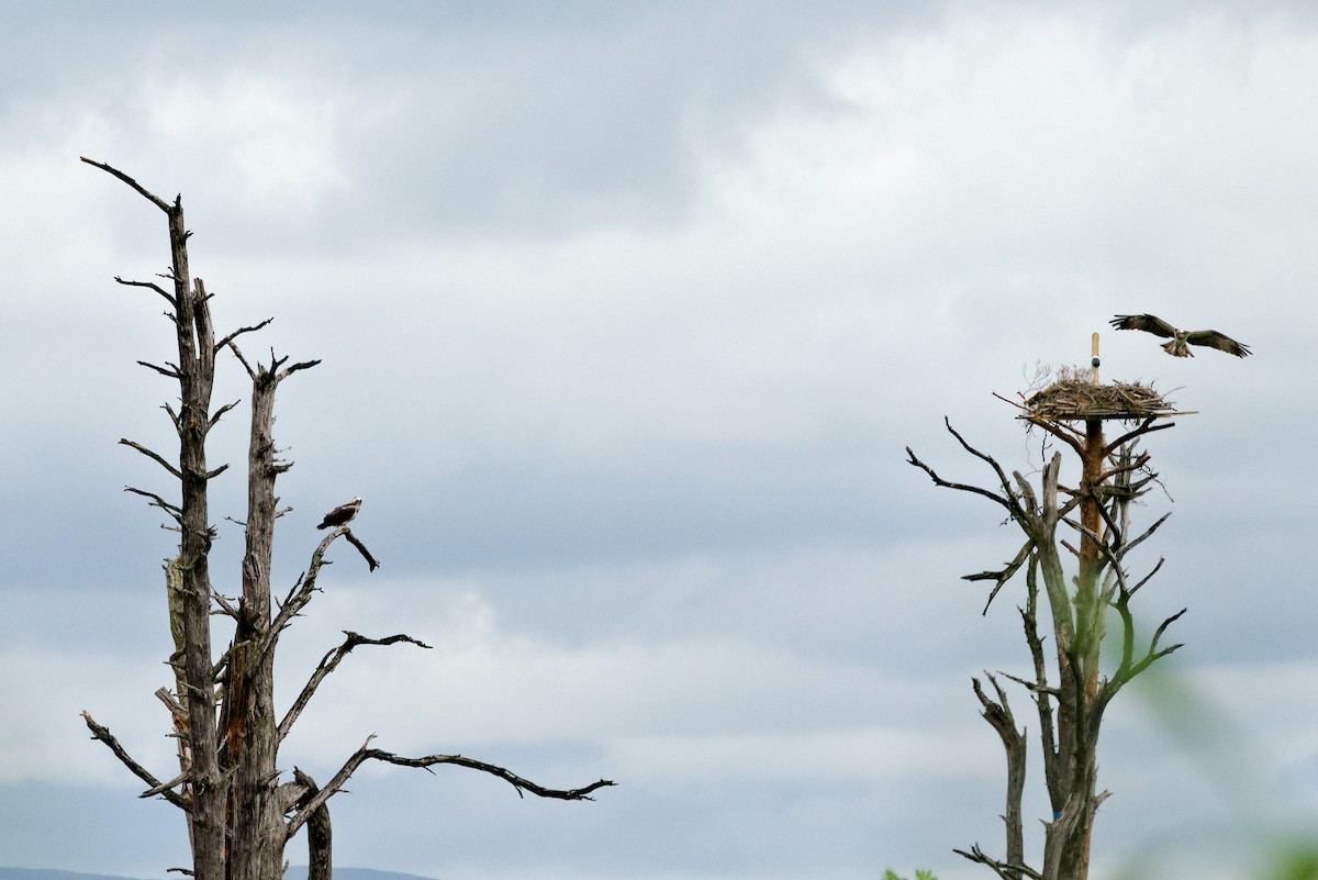 Osprey (Eurasian) - ML638408726