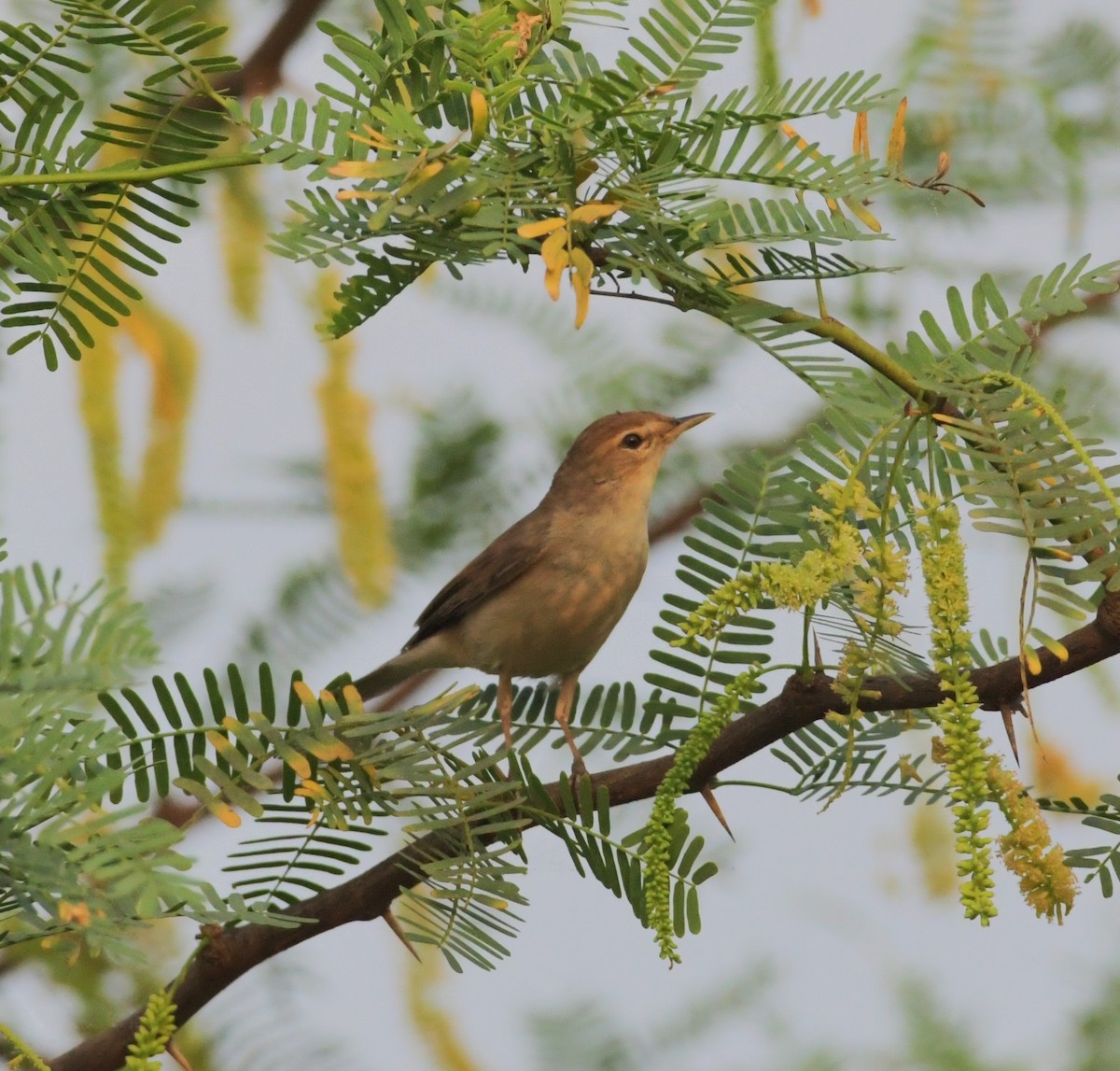 Booted Warbler - ML638408756